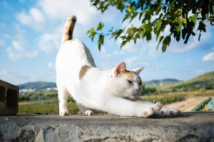 Yoga cat stretches herself elevating back, good morning